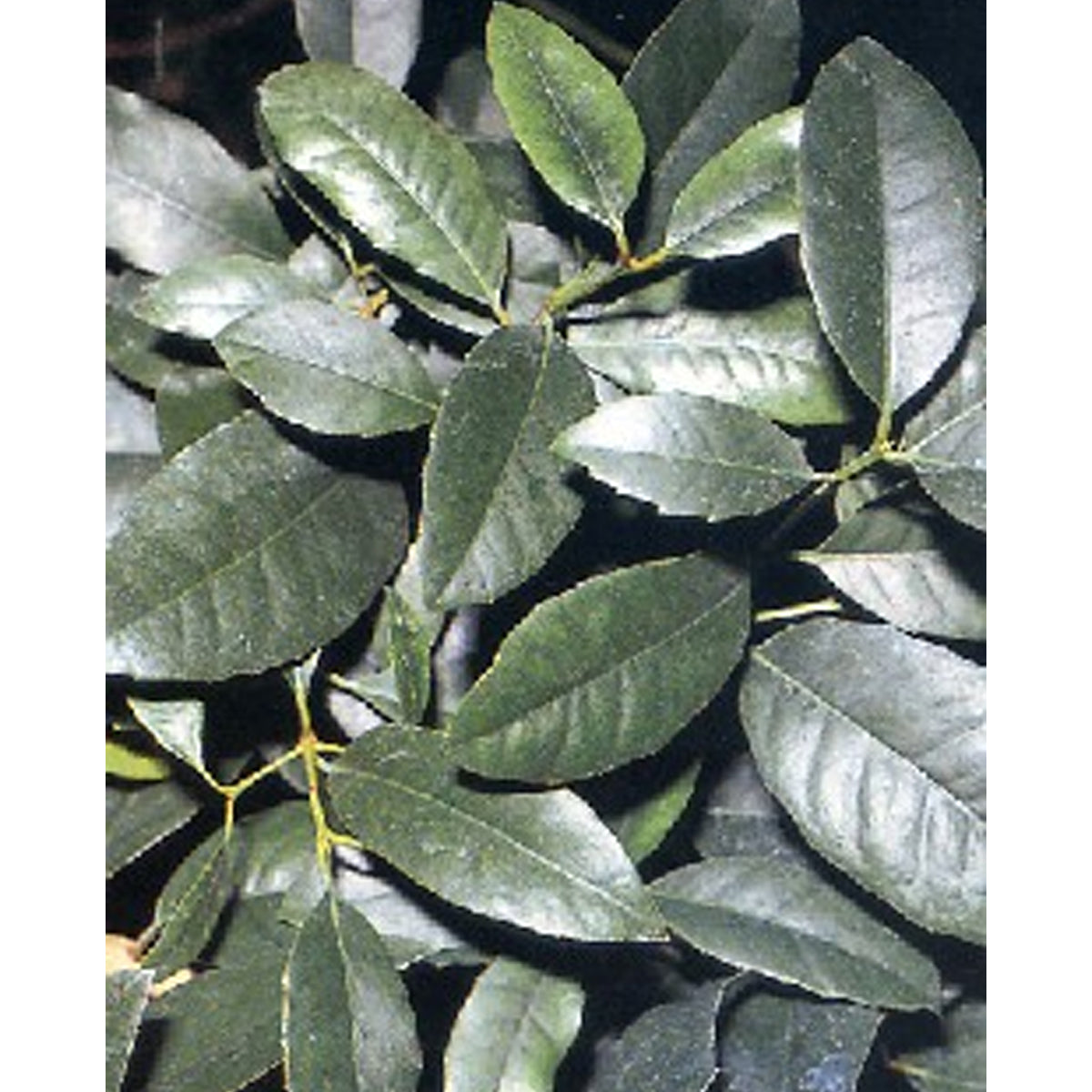 Tropica Mate Teestrauch (Ilex Paraguensis Hook)