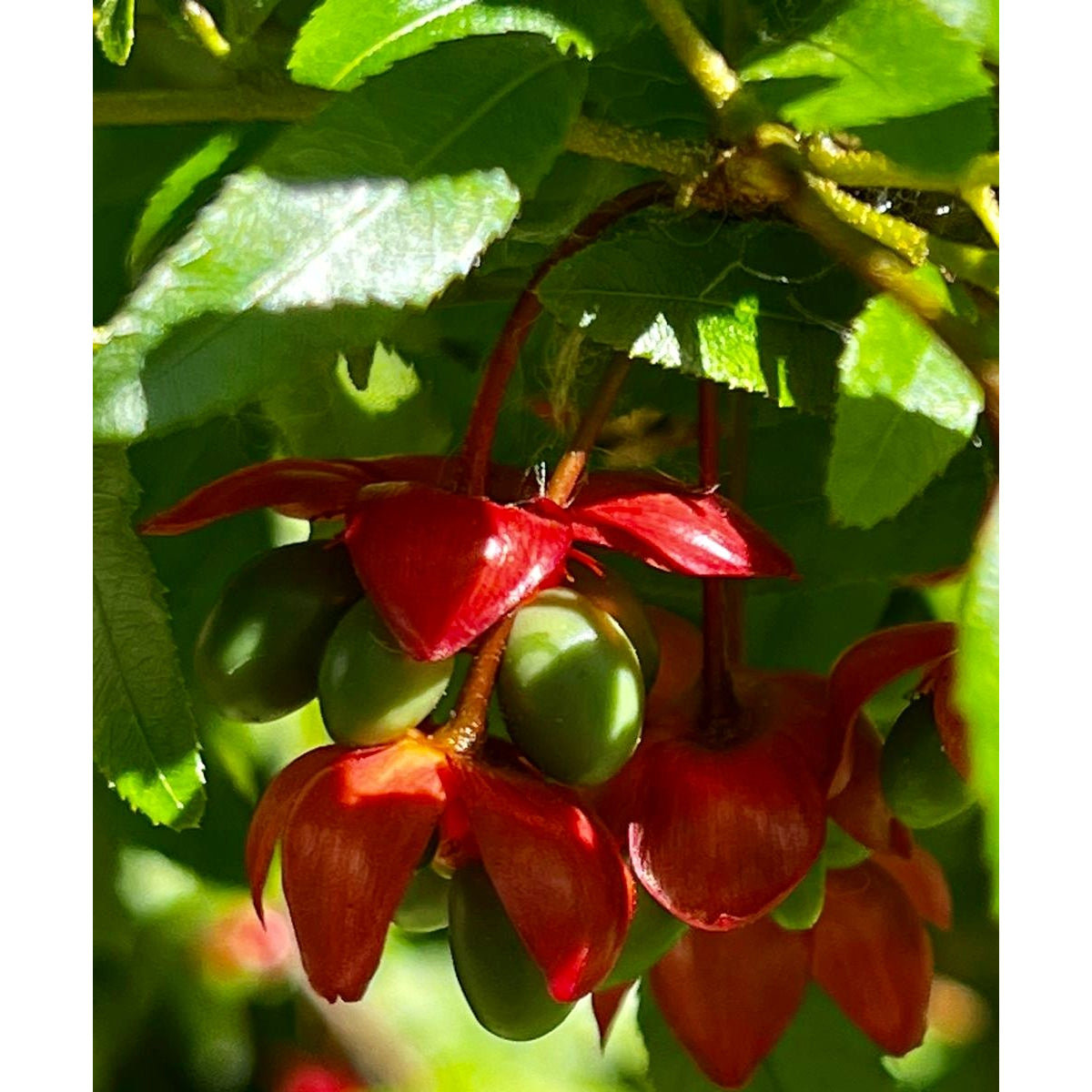 Tropica Micky-Mouse Plant (Ochna integerrima) - 10 Samen