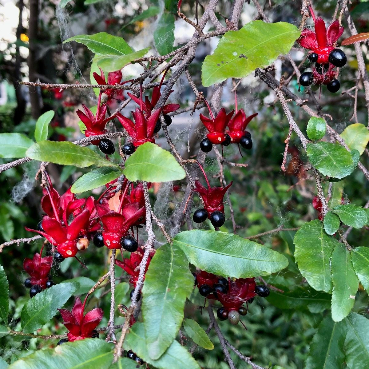 Tropica Micky-Mouse Plant (Ochna integerrima) - 10 Samen