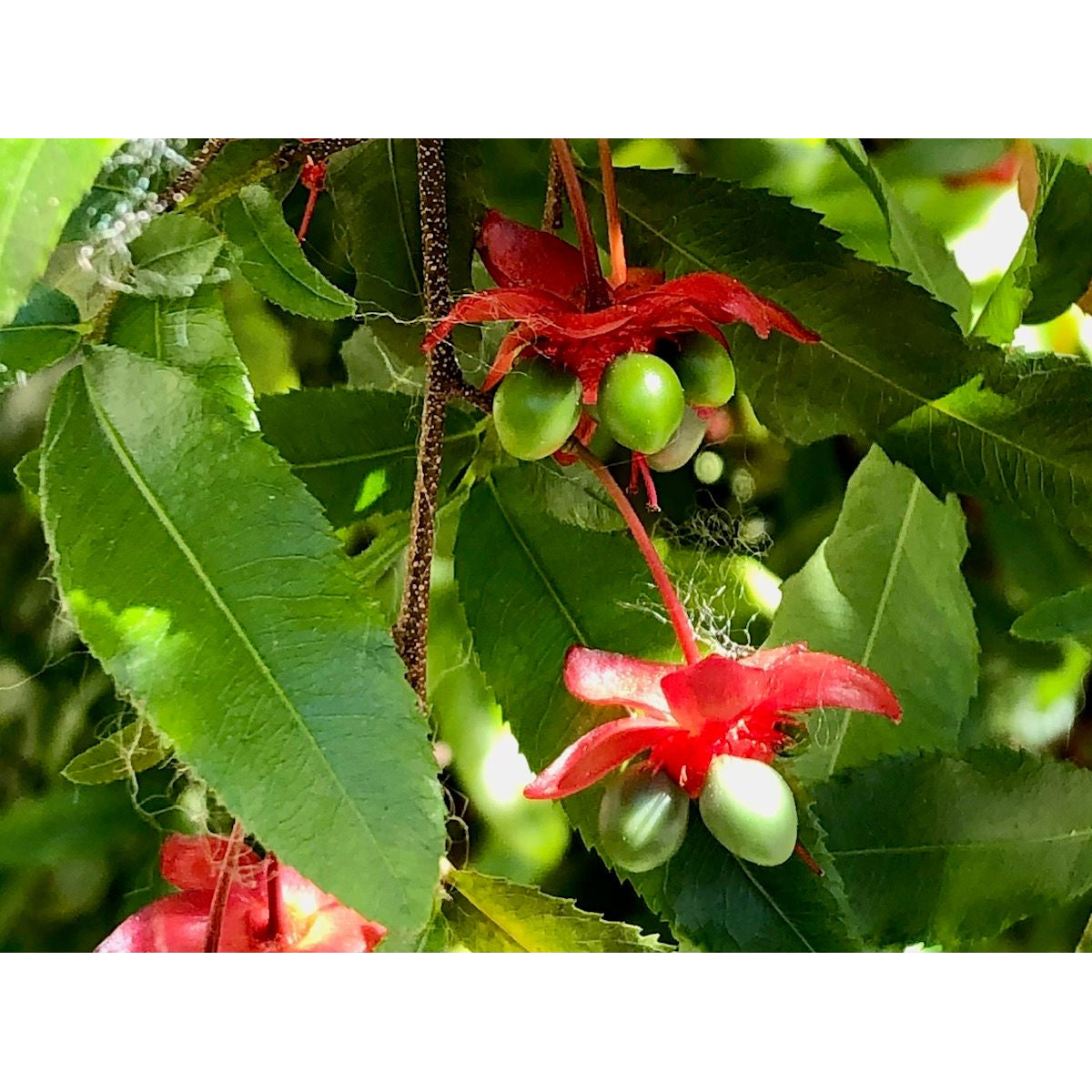 Tropica Micky-Mouse Plant (Ochna integerrima) - 10 Samen