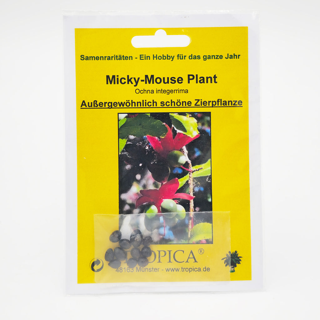 Tropica Micky-Mouse Plant (Ochna integerrima) - 10 Samen