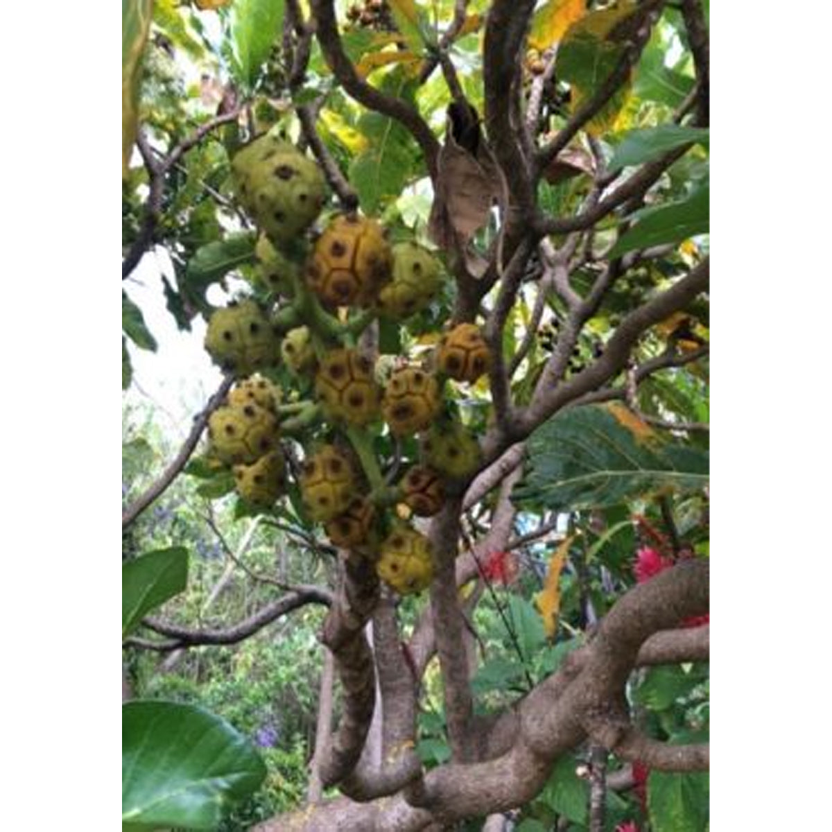 Tropica Nonibaum (Morinda citrifolia) - 20 Samen