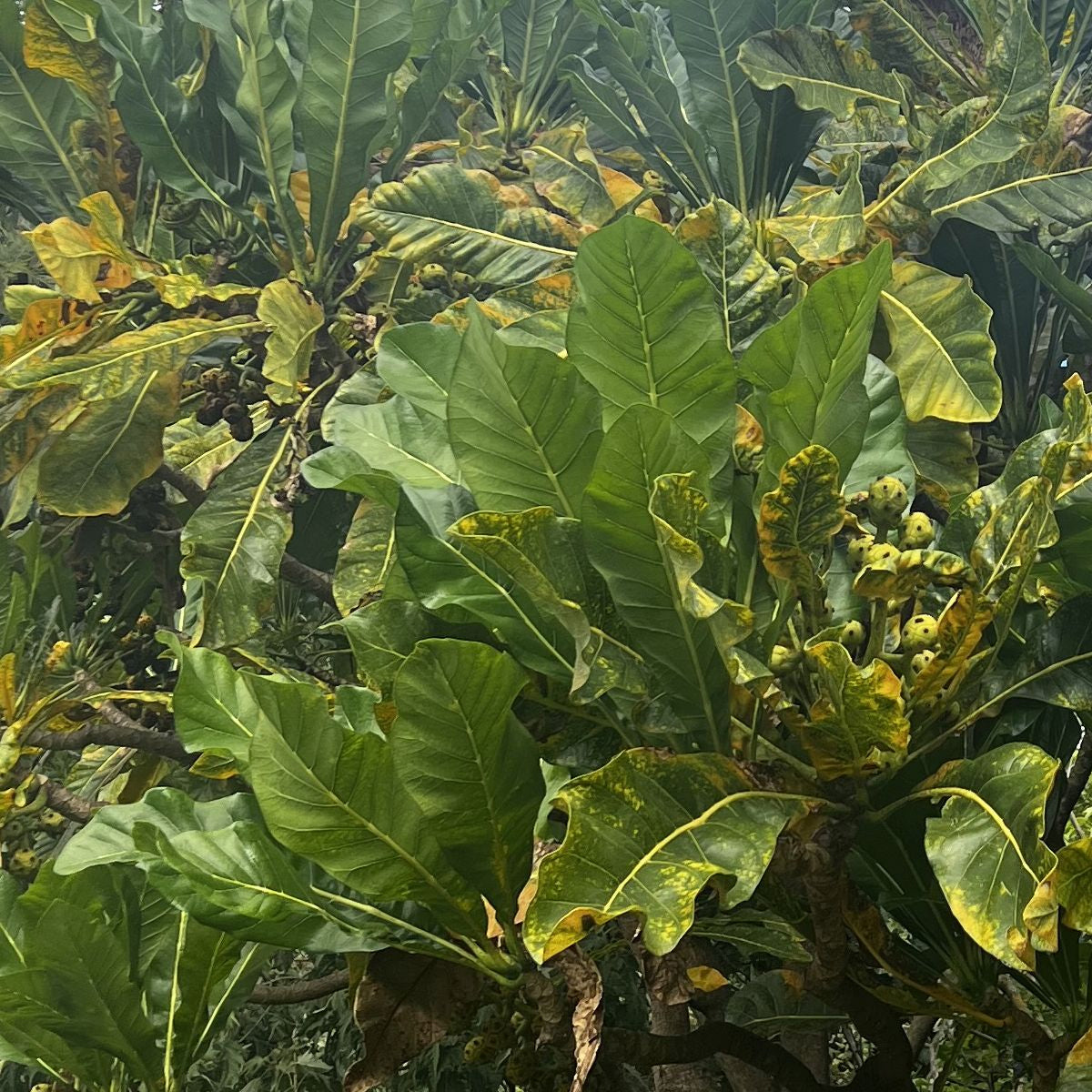 Tropica Nonibaum (Morinda citrifolia) - 20 Samen
