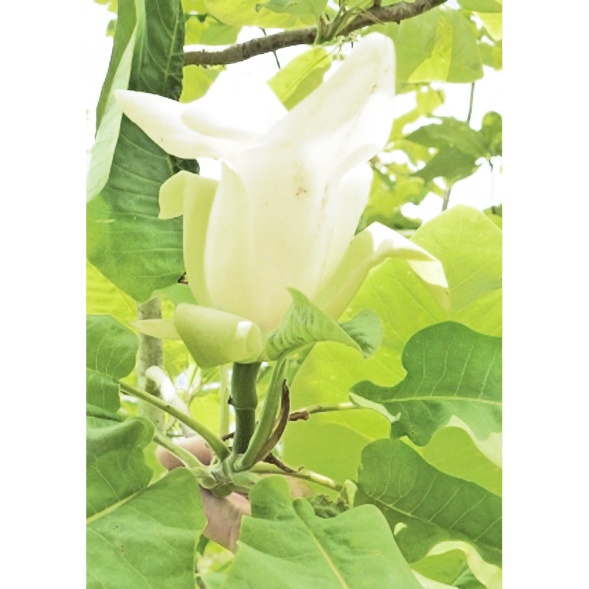 Tropica Nordamerik. Schirm-Magnolie (Magnolia tripetala)