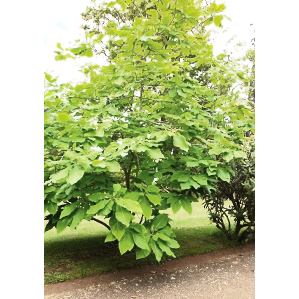 Tropica Nordamerik. Schirm-Magnolie (Magnolia tripetala)