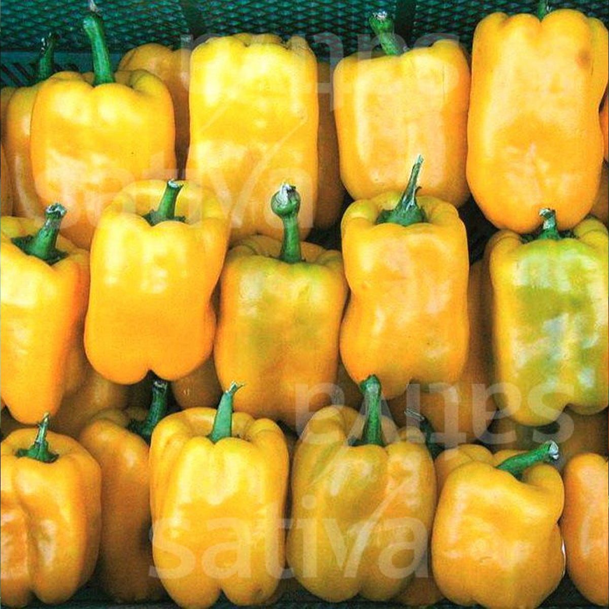 Paprika mild Quadrato d'asti Giallo