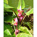 Tropica Rosa Zwergbanane (Mus velutina Dwarf Velvet Fingers)