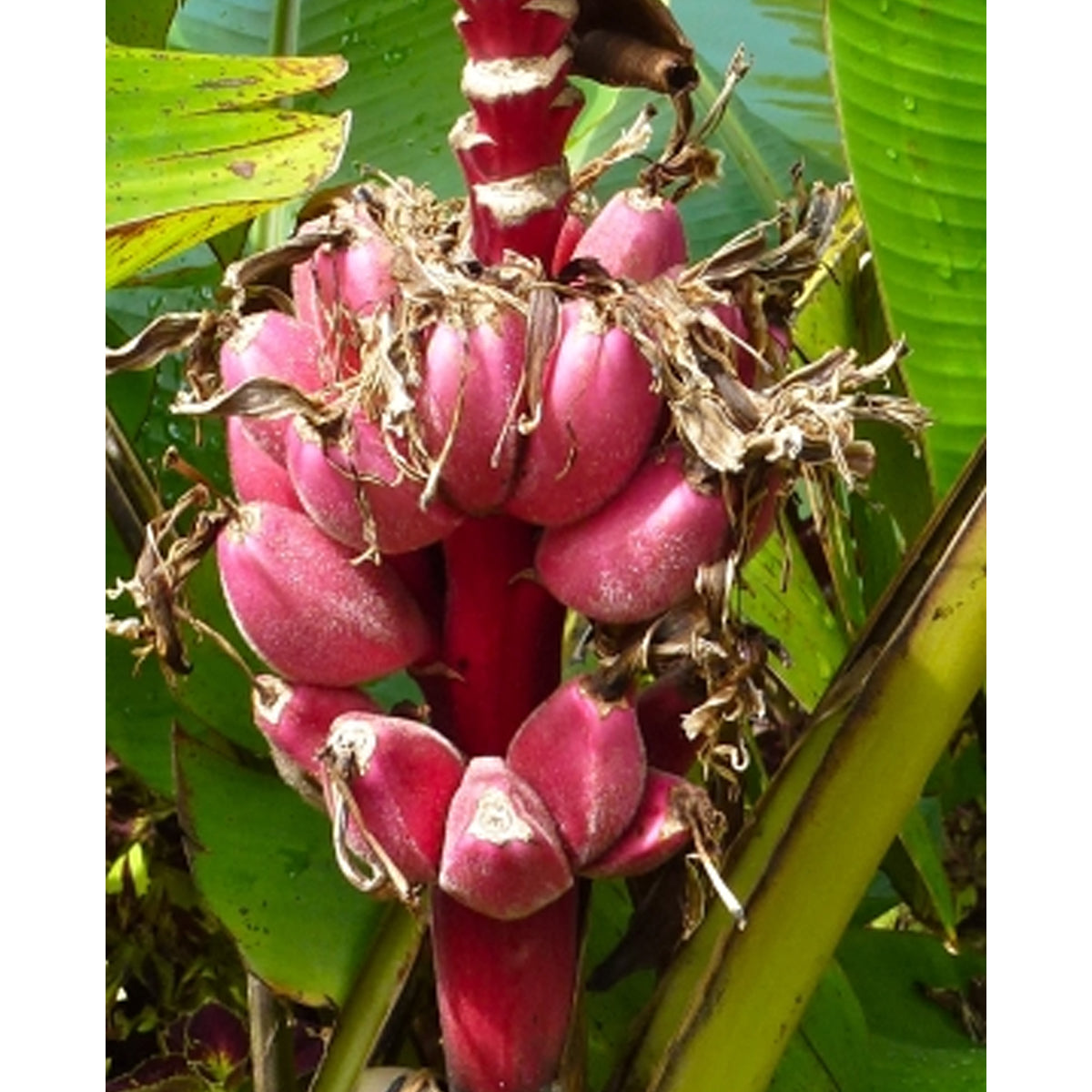Tropica Rosa Zwergbanane (Mus velutina Dwarf Velvet Fingers)