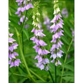 Süssholz - Lakritze (Glycyrrhiza Glabra)