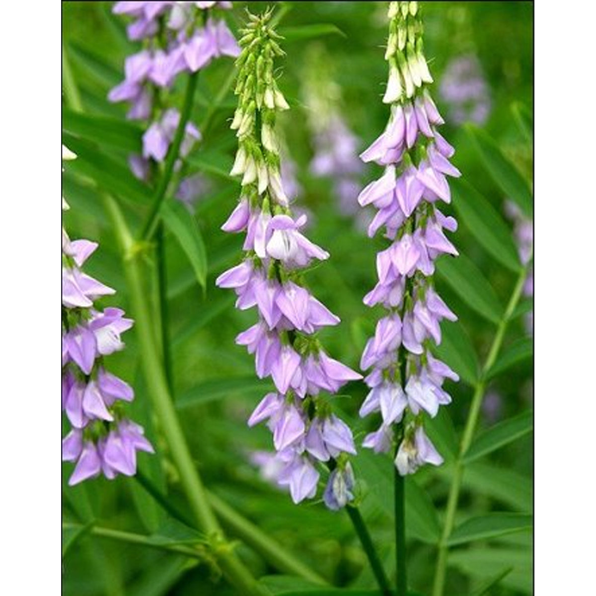 Süssholz - Lakritze (Glycyrrhiza Glabra)