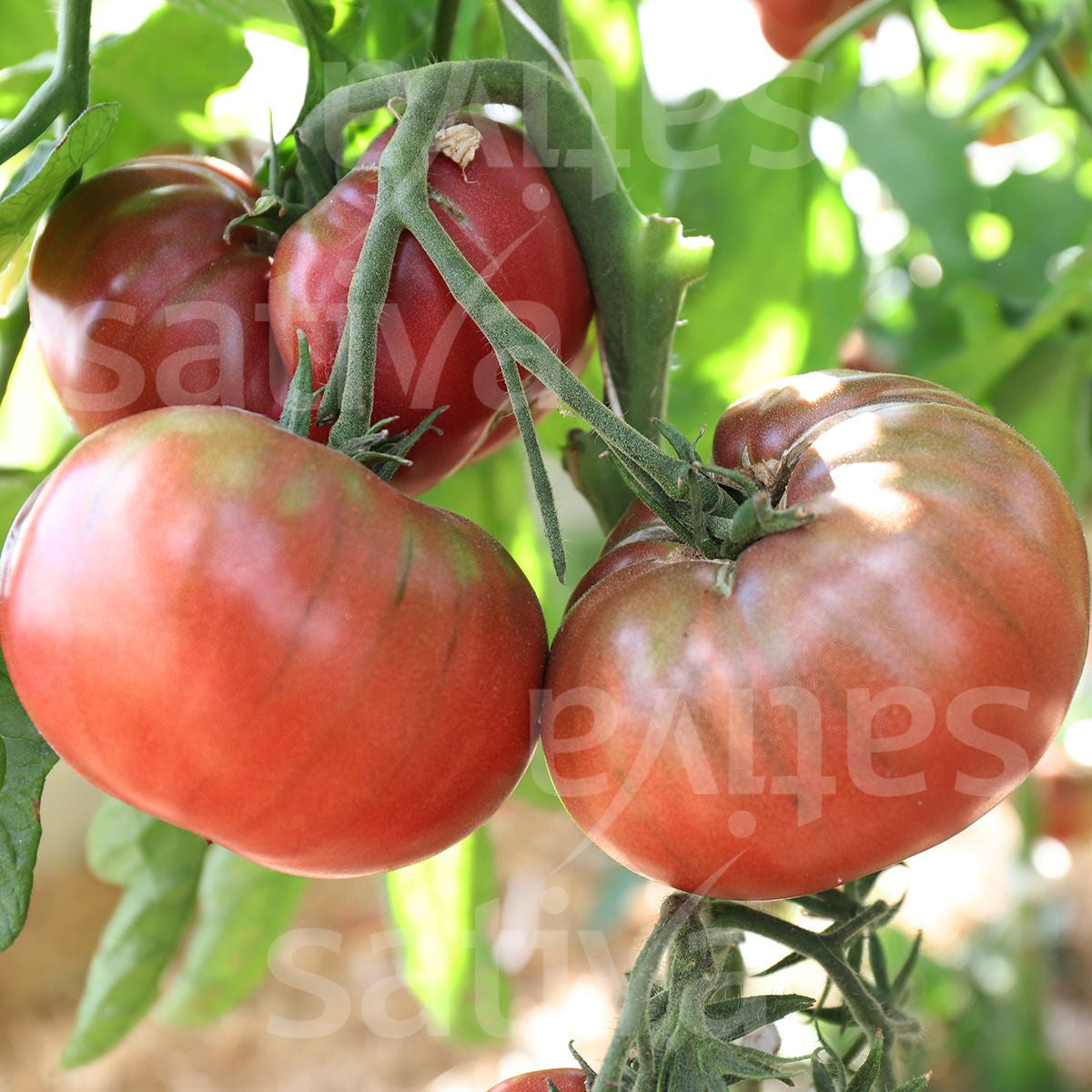 Tropica Black Prince (Solanum lycopersicum)