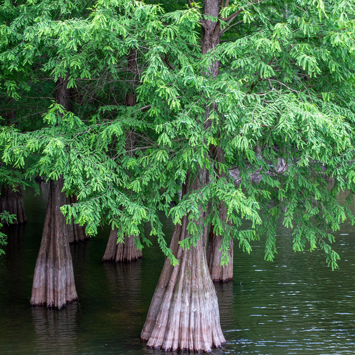 Tropica Urwelt Mammutbaum (Metasequoia Glyptostroboides)