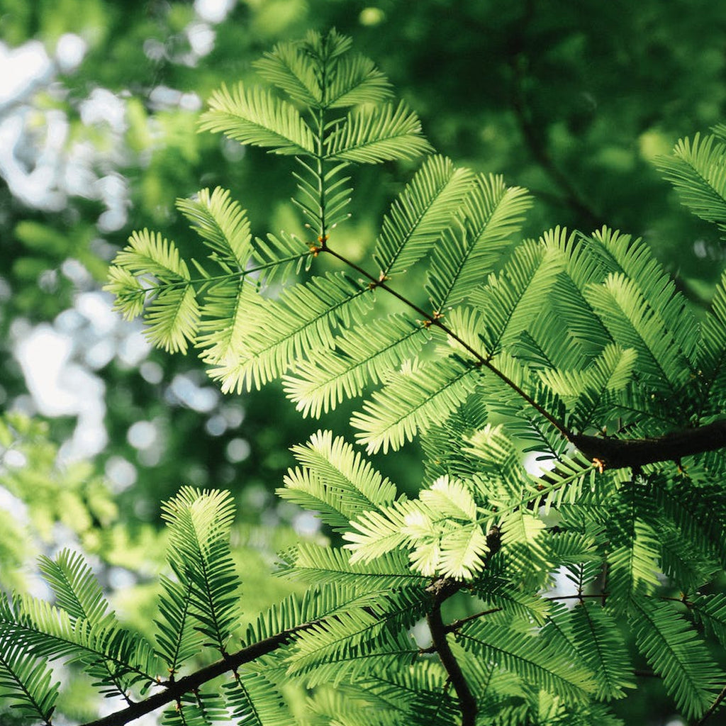 Tropica Urwelt Mammutbaum (Metasequoia Glyptostroboides)