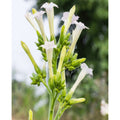 Tropica Weißer Bergtabak (Nicotiana Sylvestris Alba)