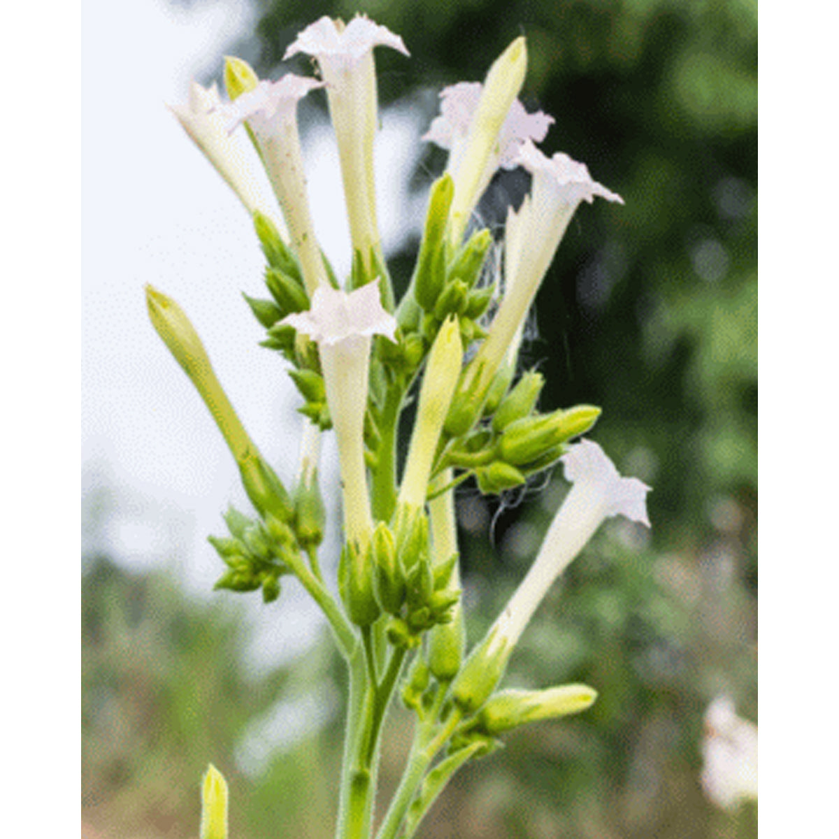 Tropica Weißer Bergtabak (Nicotiana Sylvestris Alba)