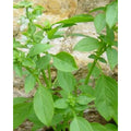 Zitronen - Basilikum (Ocimum Citriodorum "Sweet Lemon")