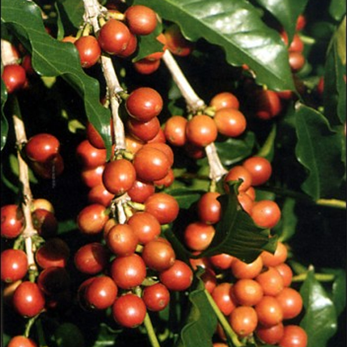 Tropica Zwergkaffee Strauch (Coffea Arabica Nana)/ Samen